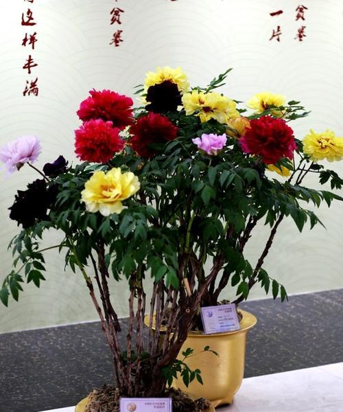 盆栽牡丹的养护要点（打造优美牡丹盆景的关键技巧）