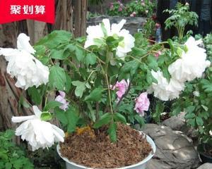 盆栽牡丹的养护要点(打造优美牡丹盆景的关键技巧)