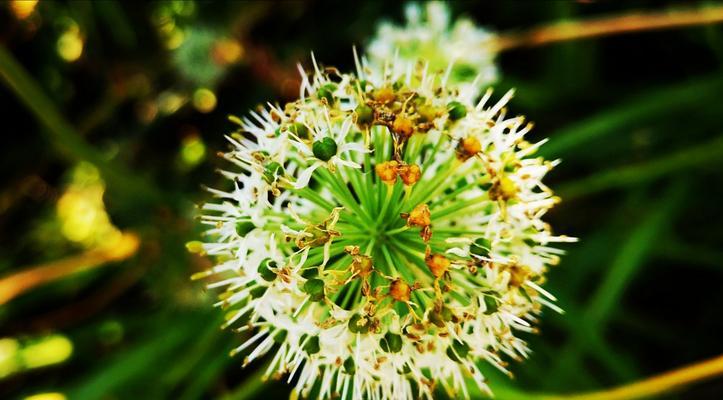 花韭耐寒多少度？北方能否室外过冬？