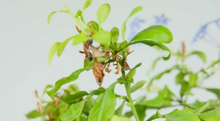 蓝雪花叶子发黄怎么办?找出黄叶的常见原因及解决方法 蓝雪花叶子发黄怎么办?找出黄叶的常见原因及解决方法