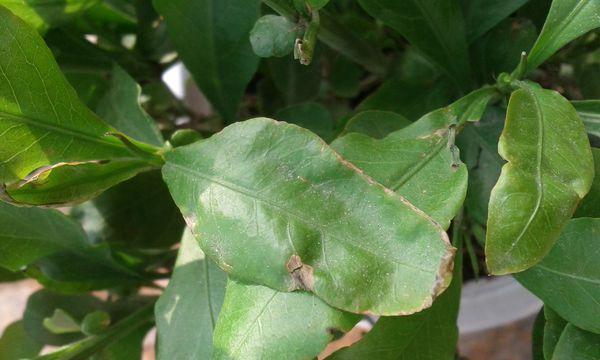 蓝雪花叶子发黄怎么办?找出黄叶的常见原因及解决方法 蓝雪花叶子发黄怎么办?找出黄叶的常见原因及解决方法