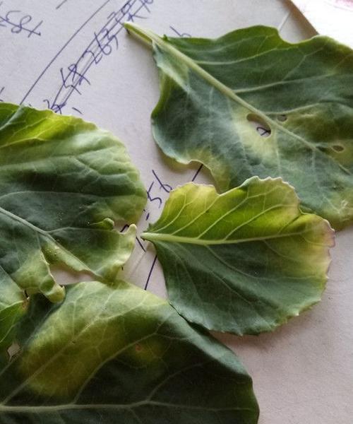 蓝雪花叶子发黄怎么办?找出黄叶的常见原因及解决方法 蓝雪花叶子发黄怎么办?找出黄叶的常见原因及解决方法