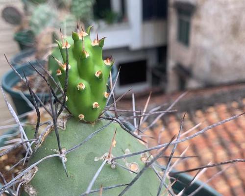 仙人掌的生长周期是多长时间?如何正确养护以促进其生长?