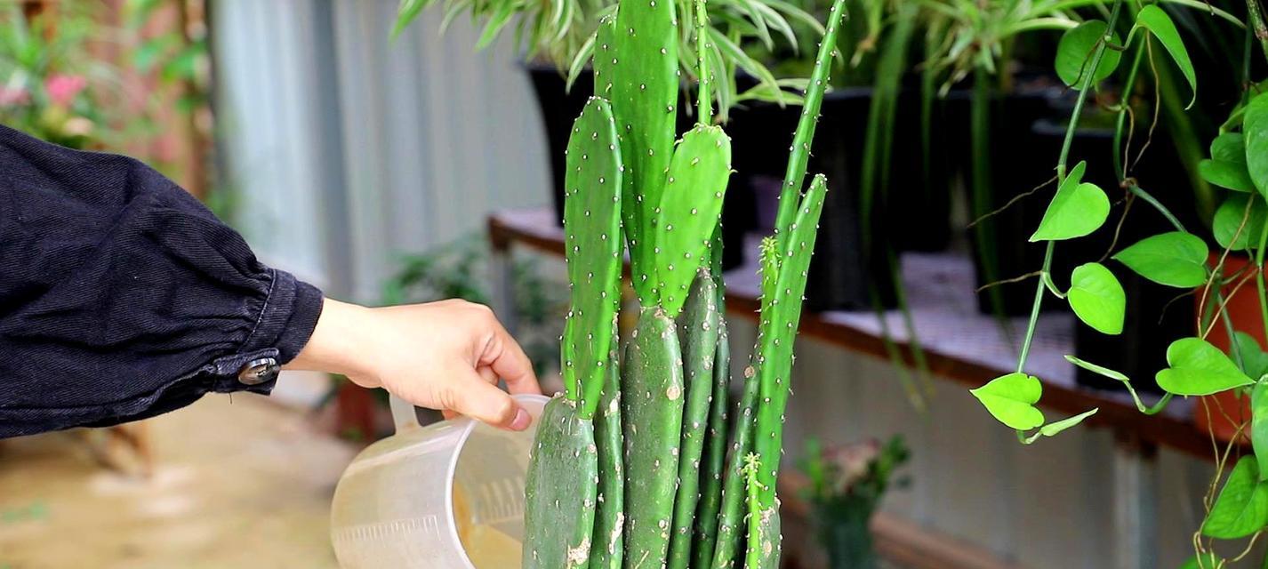 仙人掌的生长周期是多长时间?如何正确养护以促进其生长? 仙人掌的生长周期是多长时间?如何正确养护以促进其生长?