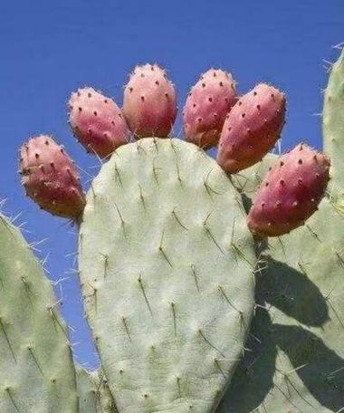 仙人掌的生长周期是多长时间?如何正确养护以促进其生长? 仙人掌的生长周期是多长时间?如何正确养护以促进其生长?