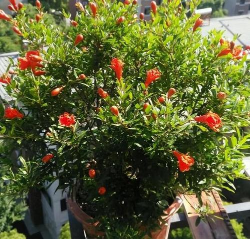 多子多福的盆栽植物之意(迎福招财的盆栽植物推荐) 多子多福的盆栽植物之意(迎福招财的盆栽植物推荐)
