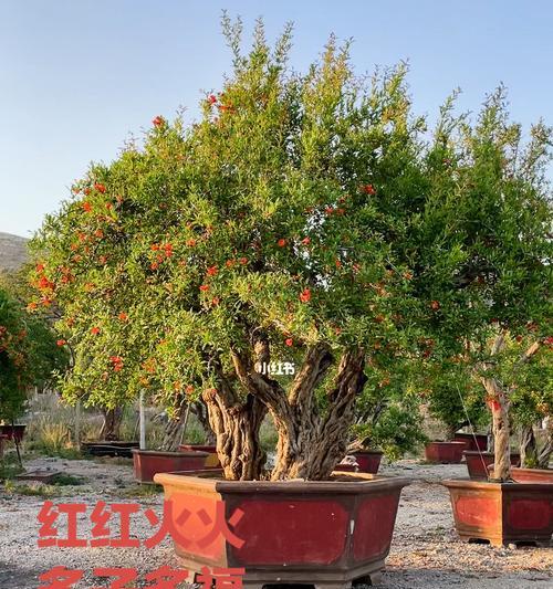 多子多福的盆栽植物之意（迎福招财的盆栽植物推荐）