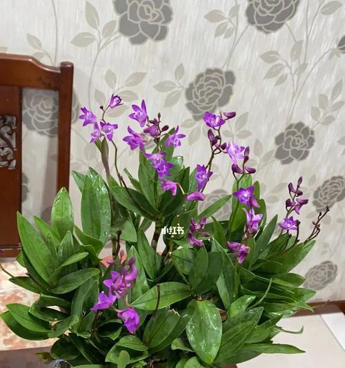 澳洲石斛一年开几次花?如何正确养护以促进开花?