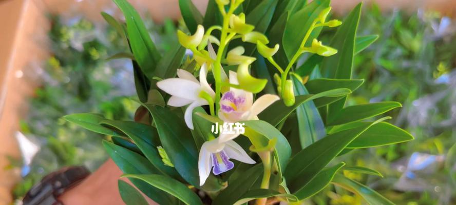 澳洲石斛一年开几次花？如何正确养护以促进开花？