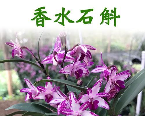 澳洲石斛一年开几次花？如何正确养护以促进开花？