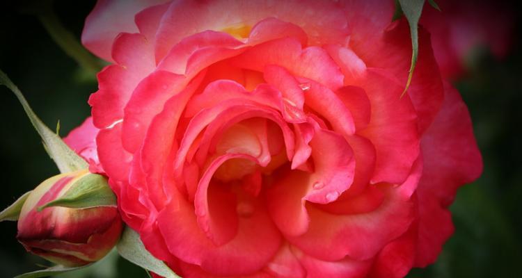 玫红月季花语之美(绚丽多彩的玫红月季品种)