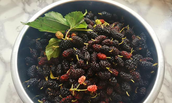 桑葚清洗技巧有哪些?如何确保桑葚洗得干净又安全?