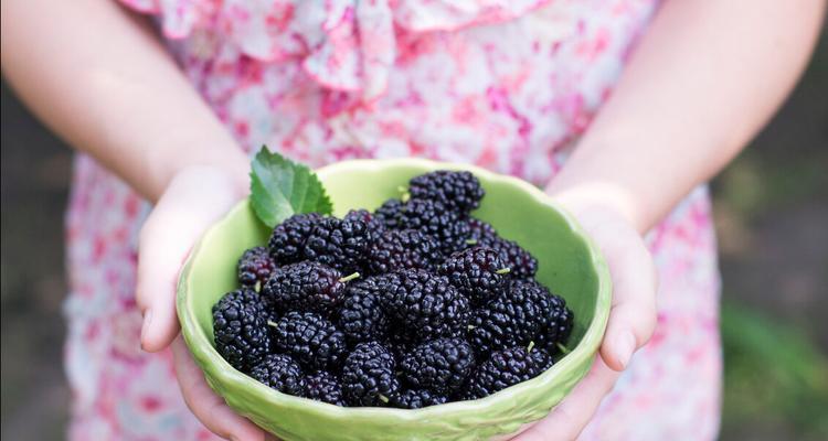 桑葚清洗技巧有哪些?如何确保桑葚洗得干净又安全? 桑葚清洗技巧有哪些?如何确保桑葚洗得干净又安全?