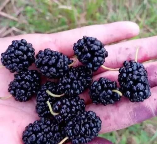 桑葚清洗技巧有哪些?如何确保桑葚洗得干净又安全? 桑葚清洗技巧有哪些?如何确保桑葚洗得干净又安全?