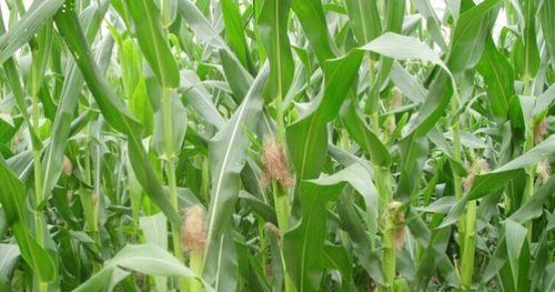 玉米的样子和特点描写是什么？如何区分不同品种的玉米？
