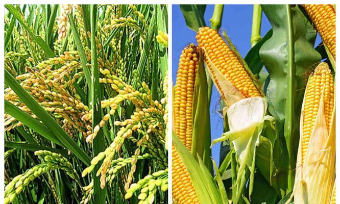 玉米的样子和特点描写是什么？如何区分不同品种的玉米？