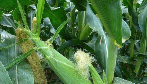 玉米的样子和特点描写是什么？如何区分不同品种的玉米？