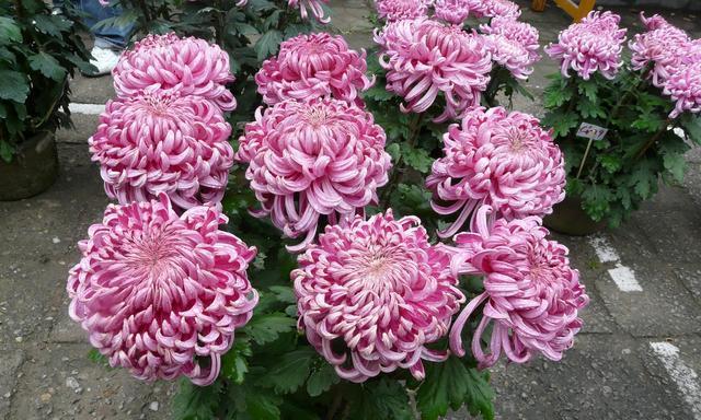 菊花的寓意和含义(菊花的象征和文化意义)