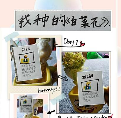 白菜种子催芽方法是什么？如何正确进行催芽操作？