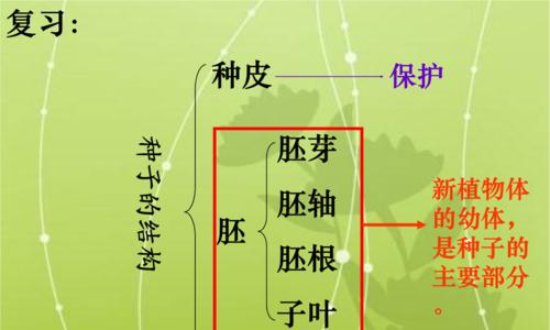 白菜种子催芽方法是什么？如何正确进行催芽操作？