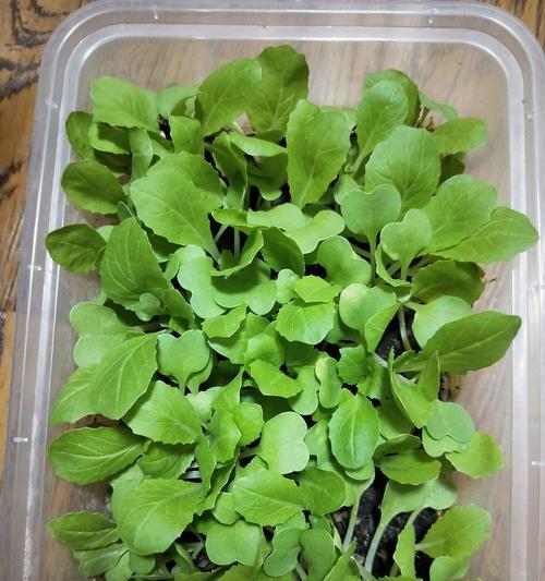 白菜种子催芽方法是什么？如何正确进行催芽操作？