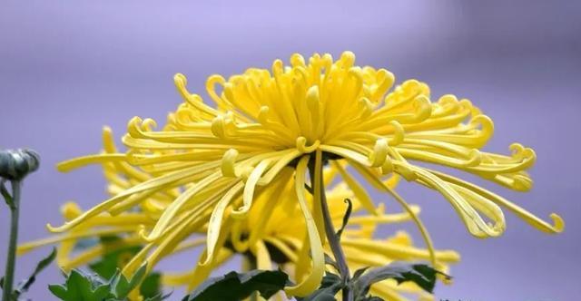 菊花的寓意和含义（菊花的象征和文化意义）