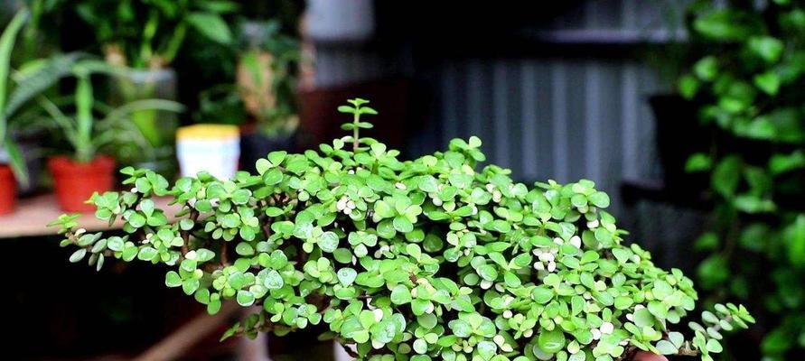 金枝玉叶喜欢阳光吗？如何正确为金枝玉叶提供光照？