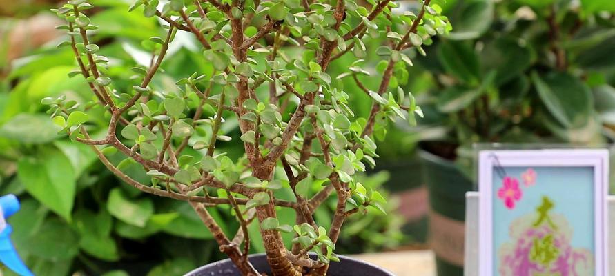 金枝玉叶喜欢阳光吗？如何正确为金枝玉叶提供光照？