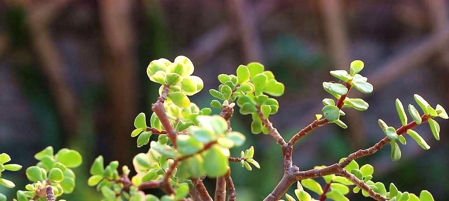 金枝玉叶喜欢阳光吗？如何正确为金枝玉叶提供光照？