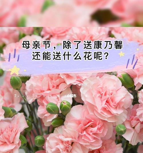 康乃馨的花语——不同颜色的含义(美丽的康乃馨)