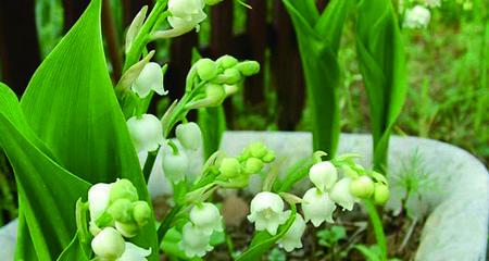 铃兰花种植的最佳时间和步骤是什么？