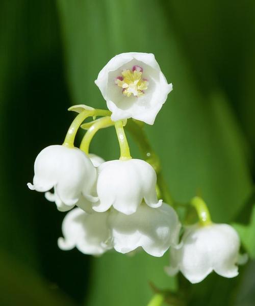 铃兰花种植的最佳时间和步骤是什么？