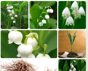 铃兰花种植的最佳时间和步骤是什么？