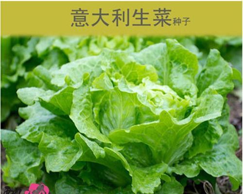 生菜种子播种的最佳时间是什么时候？播种后如何管理？