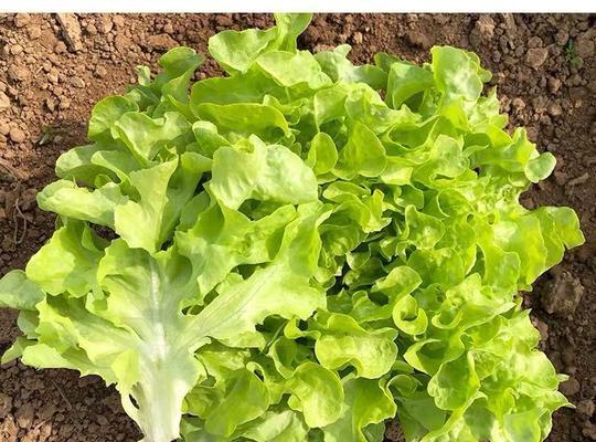 生菜种子播种的最佳时间是什么时候？播种后如何管理？