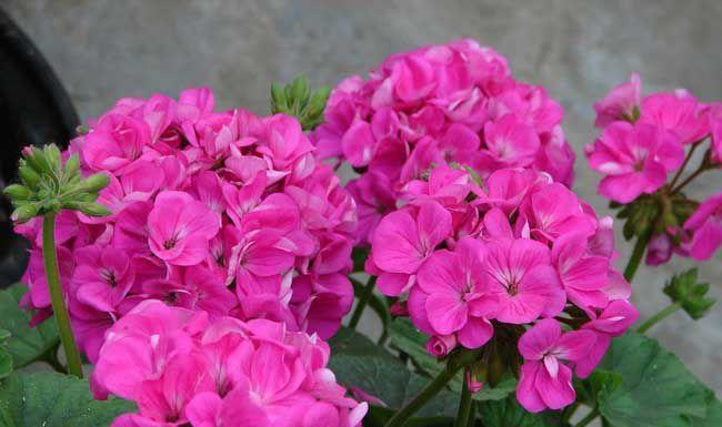 天竺葵的花语与代表意义（探寻天竺葵的内涵与象征）