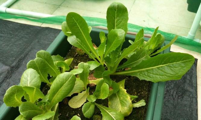 生菜种子播种的最佳时间是什么时候？播种后如何管理？