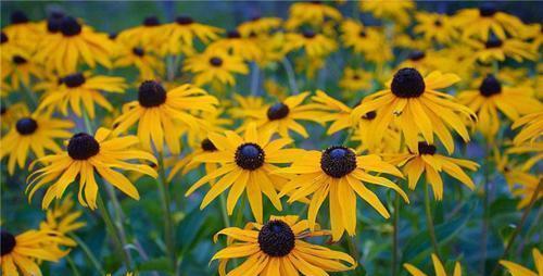 菊花是喜阴植物还是喜阳植物?需要阳光的花卉有哪些特点?