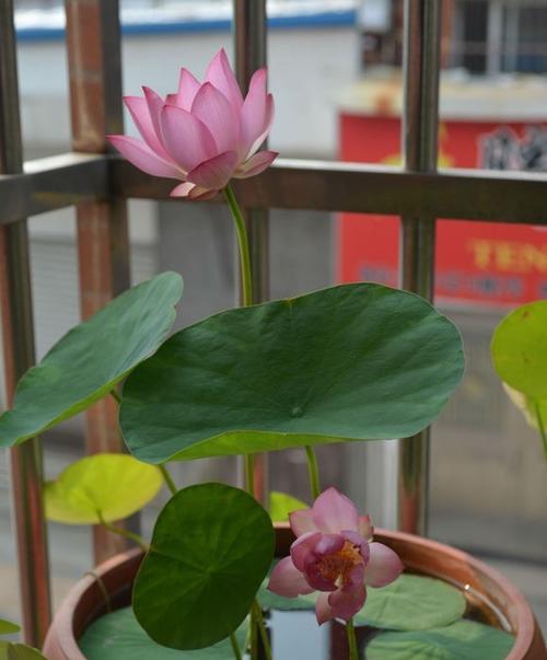 菊花是喜阴植物还是喜阳植物?需要阳光的花卉有哪些特点? 菊花是喜阴植物还是喜阳植物?需要阳光的花卉有哪些特点?