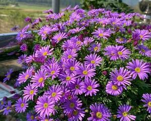 菊花是喜阴植物还是喜阳植物?需要阳光的花卉有哪些特点? 菊花是喜阴植物还是喜阳植物?需要阳光的花卉有哪些特点?