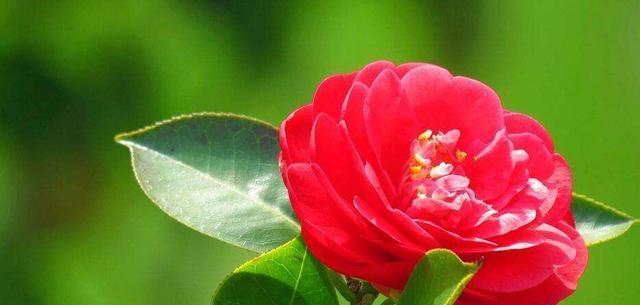 红色丁香花的花语与意义(丁香花的红色象征和表达方式)