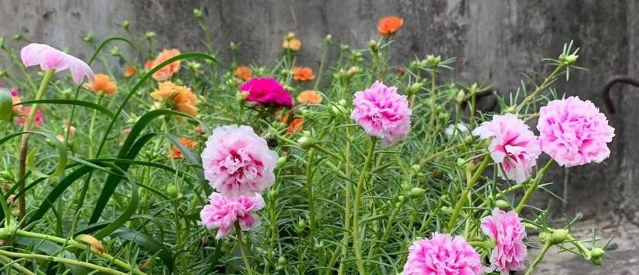 太阳花开花后怎么处理?如何进行修剪和养护?