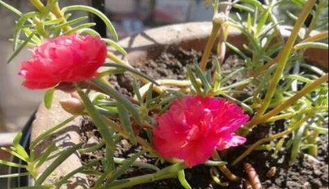 太阳花开花后怎么处理?如何进行修剪和养护? 太阳花开花后怎么处理?如何进行修剪和养护?