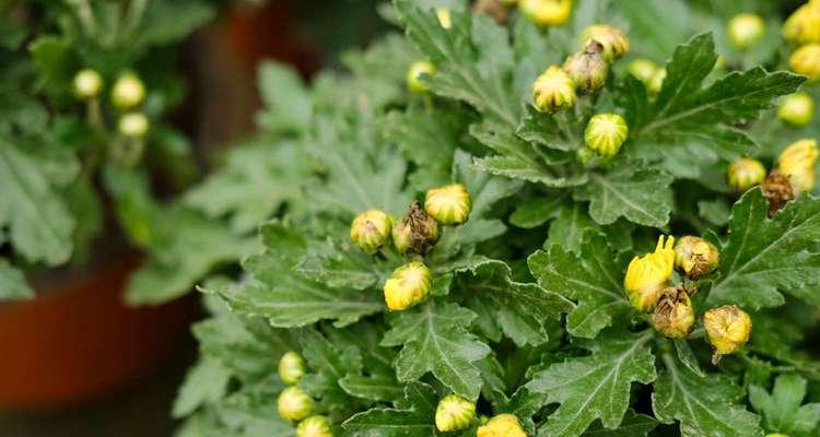 黄菊花的花语(传递温暖的黄菊花)