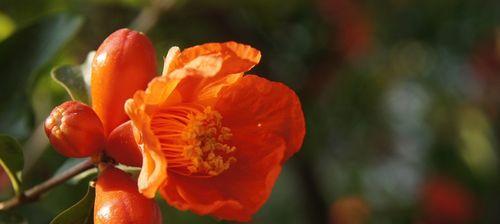 石榴花的花期是什么时候?不同季节开花时间有何不同?