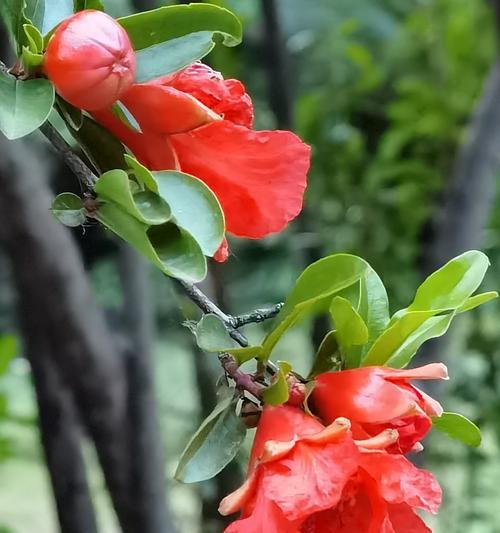 石榴花的花期是什么时候?不同季节开花时间有何不同? 石榴花的花期是什么时候?不同季节开花时间有何不同?