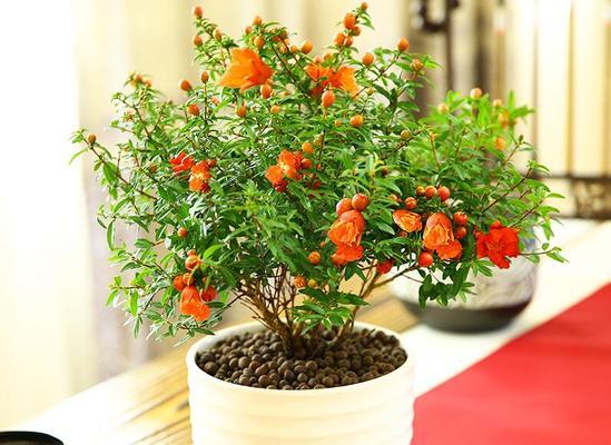 石榴花的花期是什么时候?不同季节开花时间有何不同? 石榴花的花期是什么时候?不同季节开花时间有何不同?