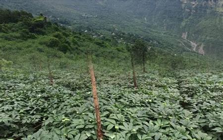三七种植条件适合在什么地方种植?如何选择最佳种植地点? 三七种植条件适合在什么地方种植?如何选择最佳种植地点?
