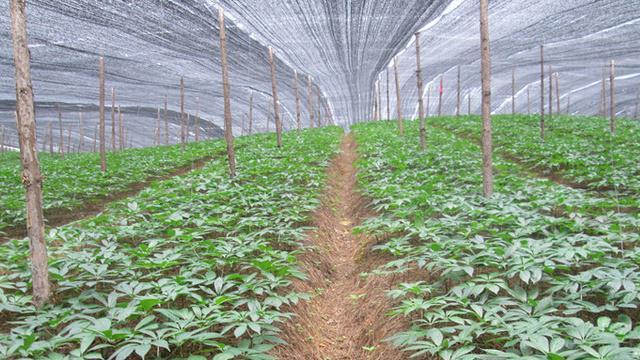 三七种植条件适合在什么地方种植?如何选择最佳种植地点? 三七种植条件适合在什么地方种植?如何选择最佳种植地点?