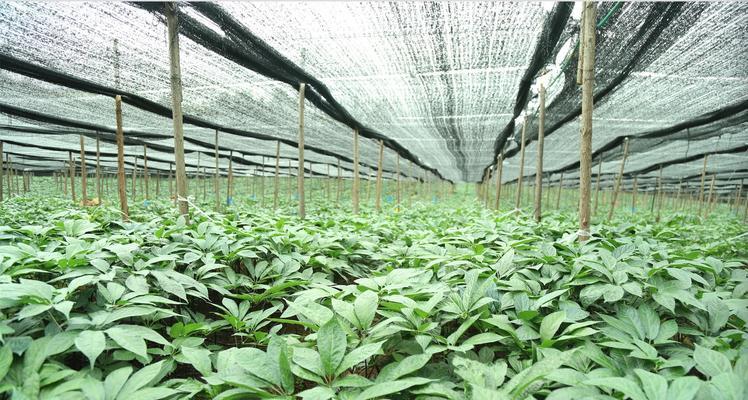 三七种植条件适合在什么地方种植?如何选择最佳种植地点? 三七种植条件适合在什么地方种植?如何选择最佳种植地点?